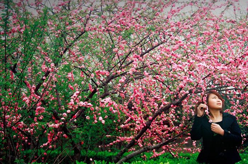 向陽花