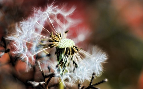 月季花廣場舞 愛情專屬權