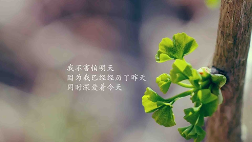 愛上一朵花廣場舞正背面教程