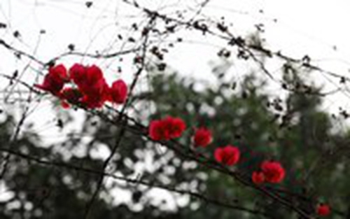 山丹丹花開紅艷艷十六步廣場舞