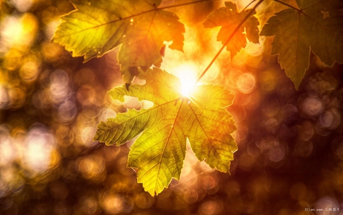 上虞紅梅