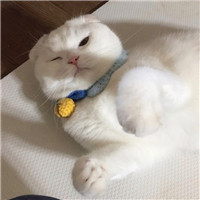 單身卷毛狗頭像3